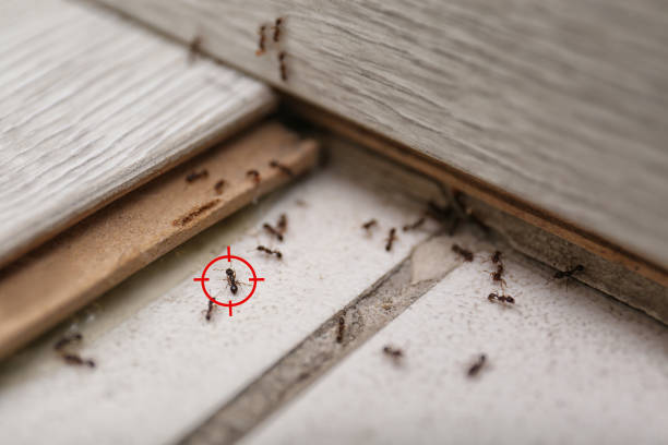 Pest Control for Restaurants in Sunrise, FL