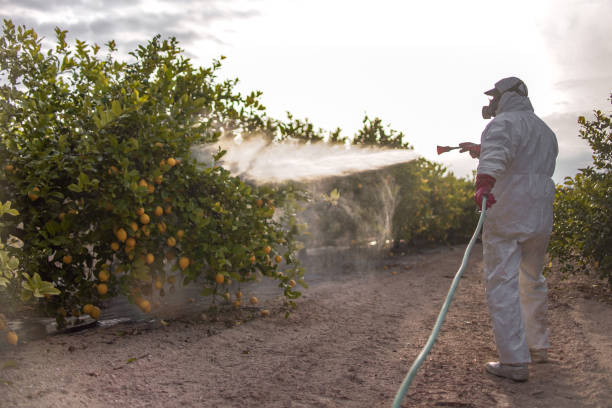 Best Spider Control Near Me  in Sunrise, FL