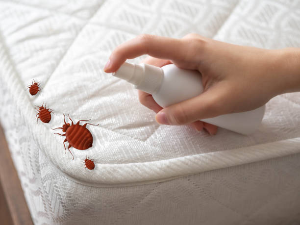 Best Emergency Pest Control  in Sunrise, FL