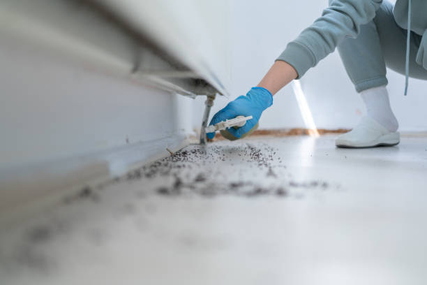 Best Termite Control Services  in Sunrise, FL